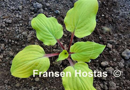Hosta Rough Lemon