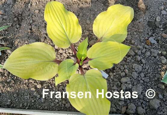 Hosta Rough Lemon