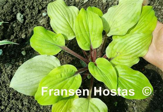 Hosta Rough Lemon