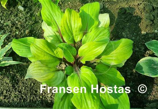 Hosta Rough Lemon