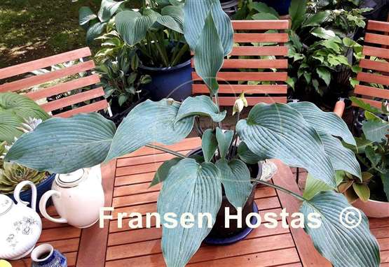 Hosta Round About Midnight