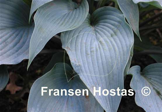 Hosta Round About Midnight