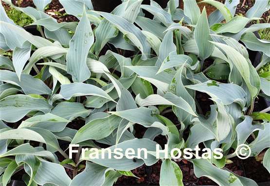 Hosta Round About Midnight