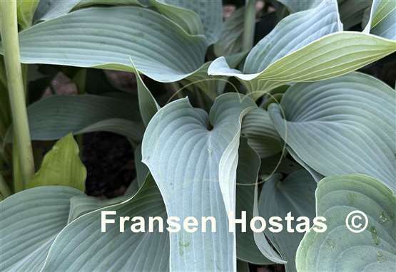 Hosta Round About Midnight