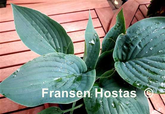 Hosta Rowan My Boat