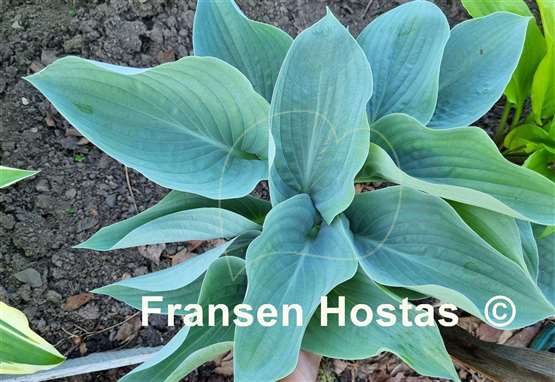 Hosta Rowan My Boat