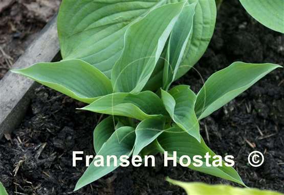 Hosta Rowan My Boat