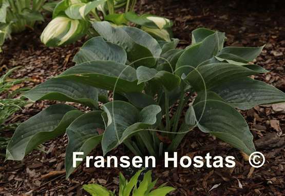 Hosta Rowan My Boat