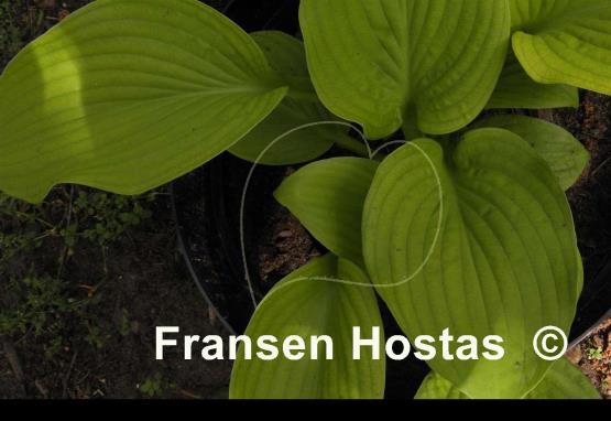 Hosta Roxsanne