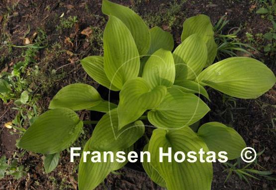 Hosta Roxsanne