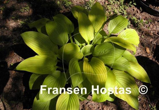 Hosta Roxsanne