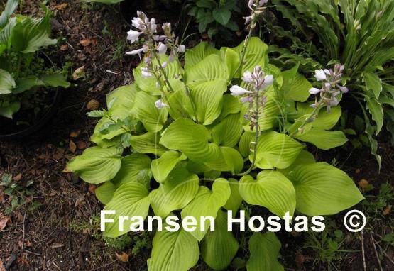 Hosta Roxsanne