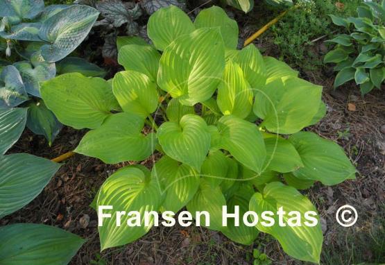Hosta Roxsanne