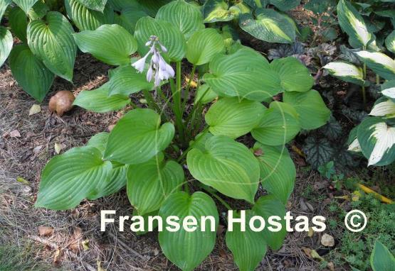 Hosta Roxsanne