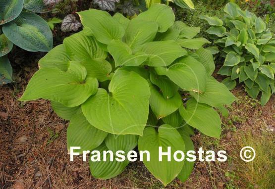 Hosta Roxsanne