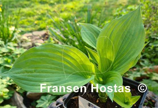 Hosta Roy Klehm