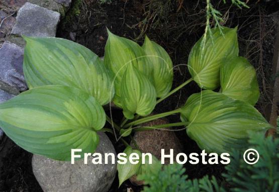 Hosta Roy Klehm
