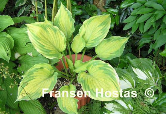 Hosta Roy Klehm