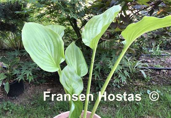 Hosta Royal Crest
