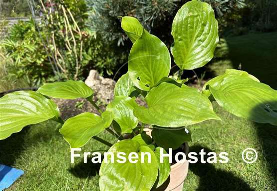 Hosta Royal Crest
