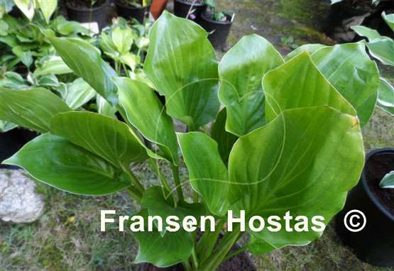 Hosta Royal Crest
