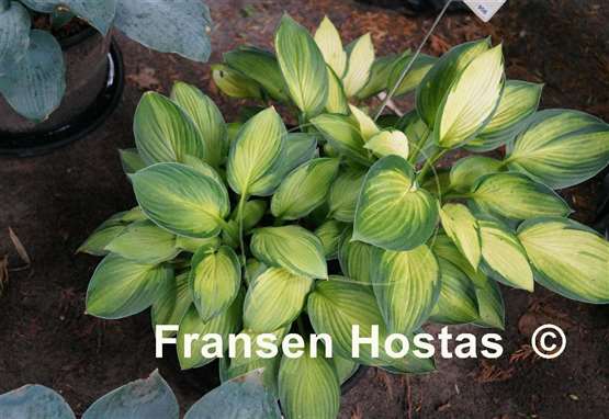 Hosta Royal Golden Jubilee