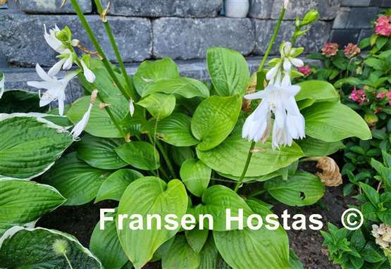Hosta Royal Standard