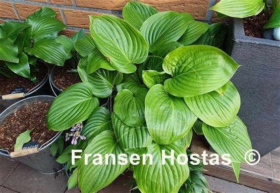 Hosta Royal Standard
