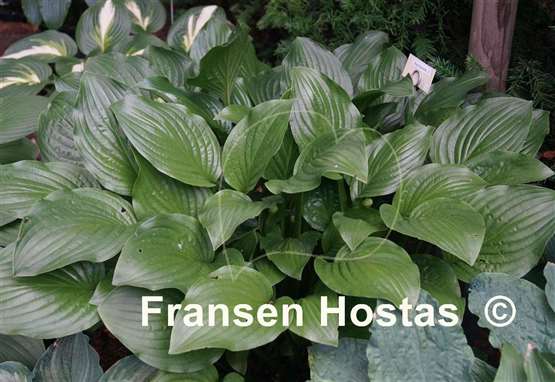 Hosta Royal Standard