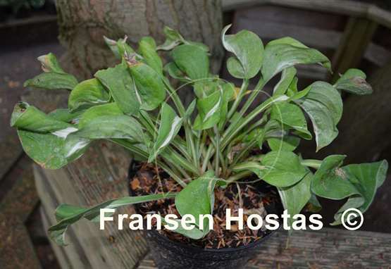 Hosta Royal Tiara
