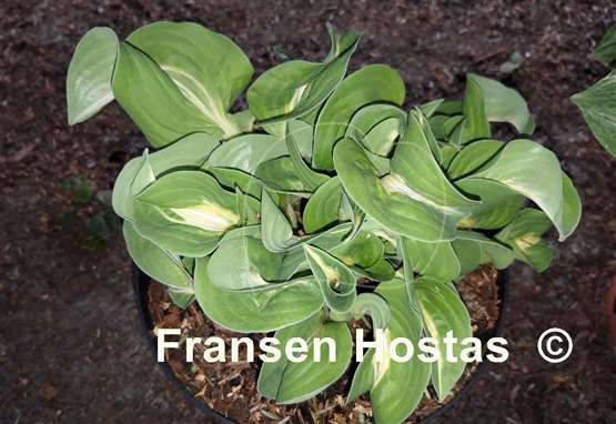 Hosta Royal Tiara