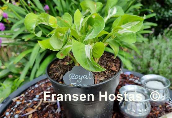 Hosta Royal Tiara