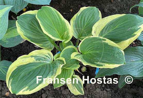 Hosta Royal Wedding