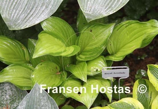 Hosta Royal Accolade