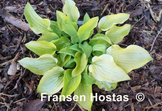 Hosta Royal Charm