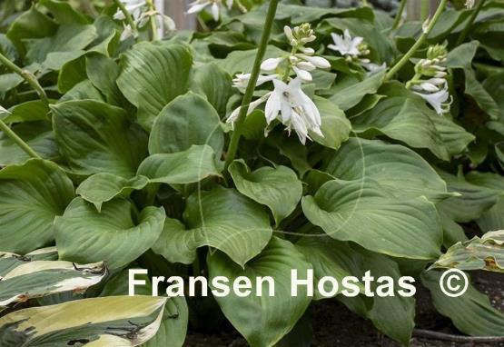 Hosta Royal Crest