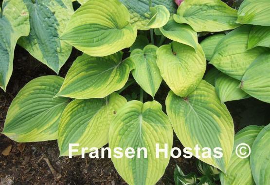 Hosta Royal Flush