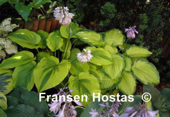 Hosta Royal Flush