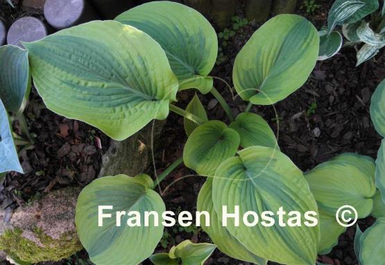 Hosta Royal Flush
