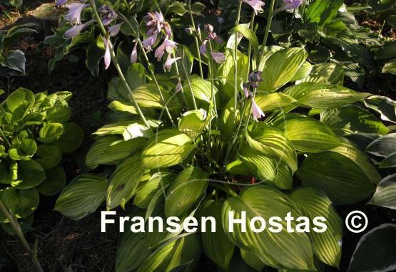 Hosta Royal Golden Jubilee