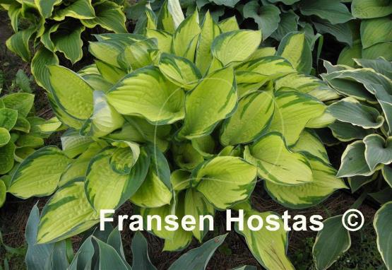 Hosta Royal Golden Jubilee