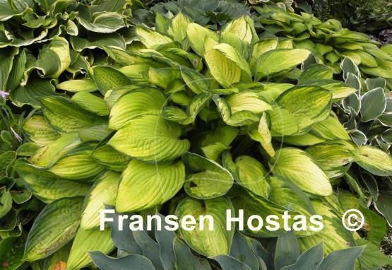 Hosta Royal Golden Jubilee
