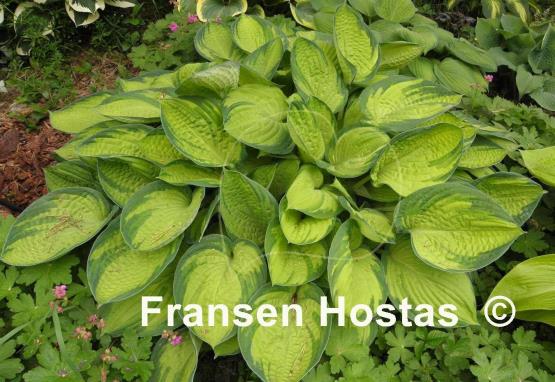 Hosta Royal Golden Jubilee
