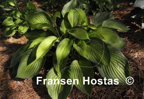 Hosta Royal Golden Jubilee