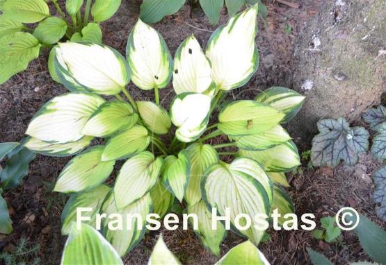 Hosta Royal Golden Jubilee