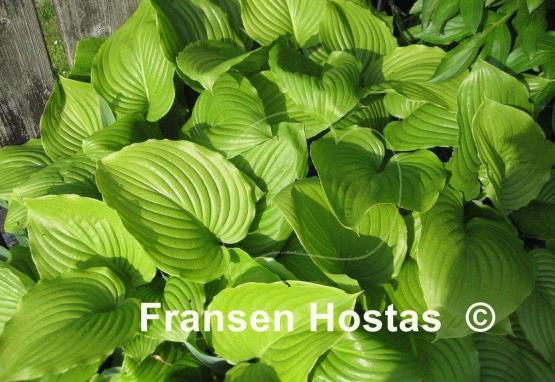 Hosta Royal Standard
