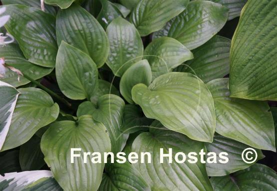 Hosta Royal Standard