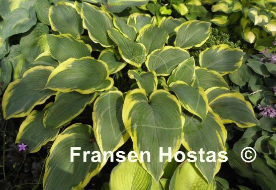 Hosta Royal Tapestry