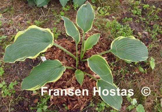 Hosta Royal Tapestry