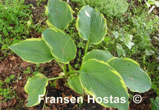 Hosta Royal Tapestry